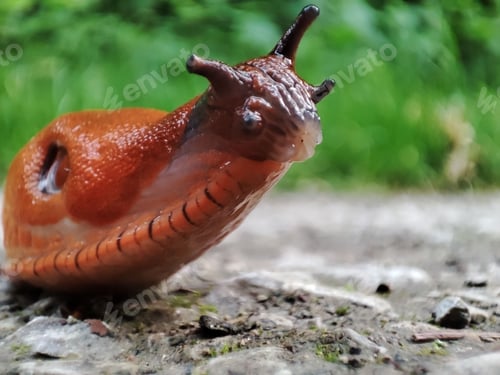 Preview: Close-up image of a snail perched on the ground