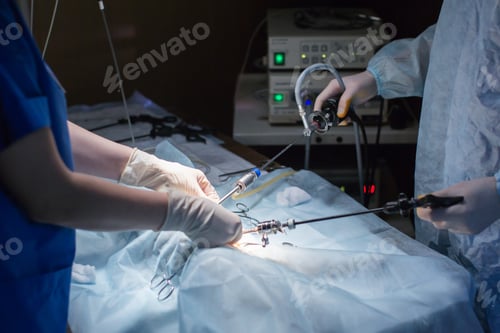 Preview: Vet doing the operation for sterilization. The cat on the operating table in a veterinary clinic.