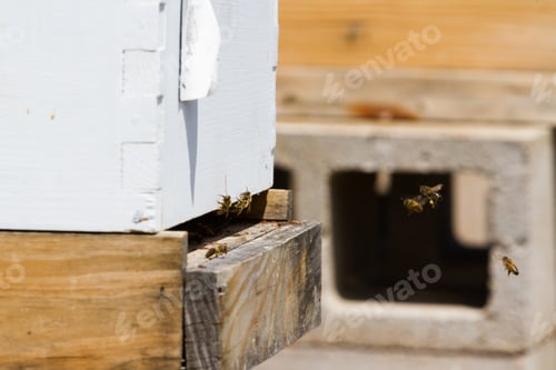 Preview: Beekeeping