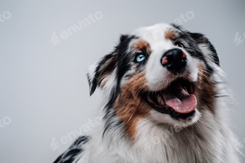Preview: Rare australian shepherd with multicolored eyes posing in studio