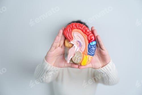 Preview: Woman holding human Brain model. World Brain Tumor day