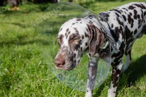 Preview: dalmatian dog wearing Elizabethan plastic cone medical collar around neck for anti-bite wound