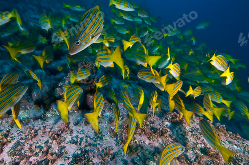 Preview: Blue Striped Snappers foraging seabed, Cocos Island, Costa Rica