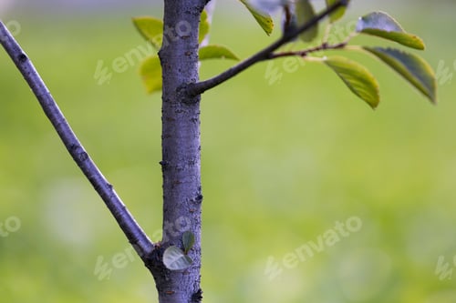 Preview: Close-up detail of isolated fruit tree with green leaves on bright grassy copy space background