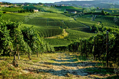 Preview: A serene path through rolling vineyard hills under a clear sky