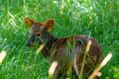 Preview: Small brown deer standing in a lush green meadow with a blurred background.