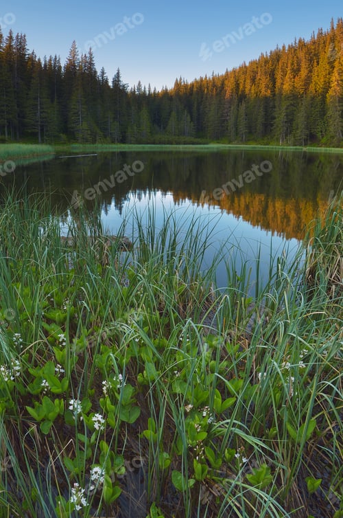 Preview: Forest lake morning