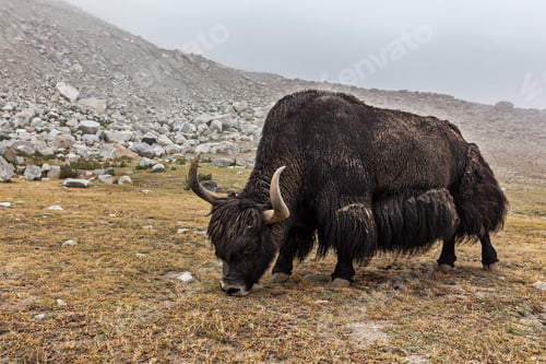 Preview: Yak grazing in Himalayas
