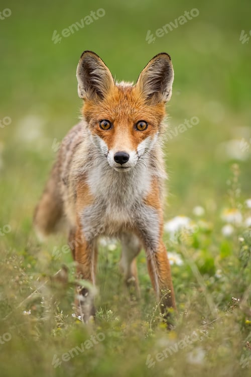 Preview: Young curious red fox on a summer meadow with flowers
