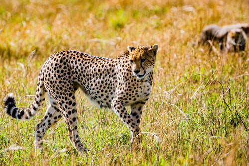 Preview: Cheetah Wildlife Wild Animas Maasai Mara National Game Reserve Kenya