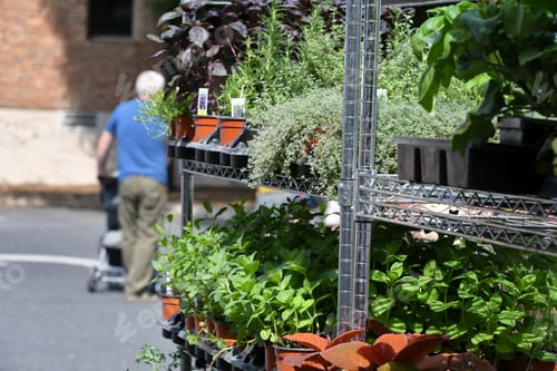 Preview: Scenes from the outdoor Farmer's Market