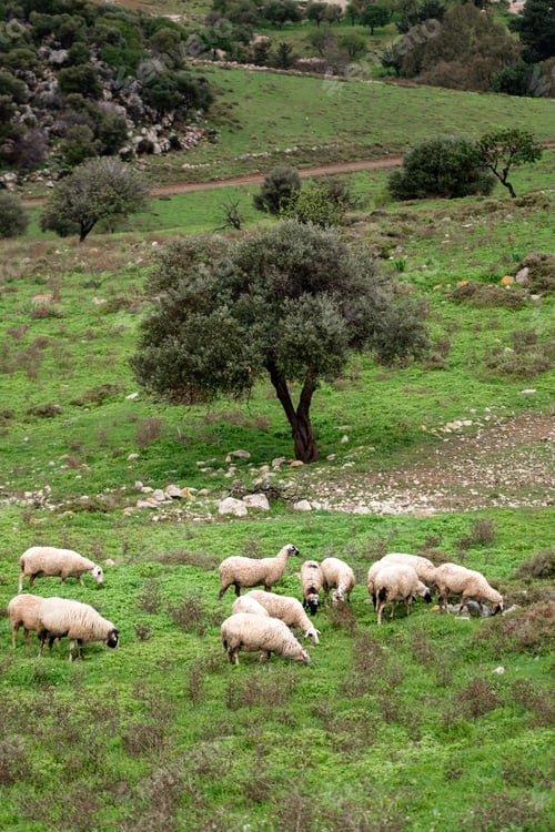 Preview: A flock of sheep and rams grazing in the green meadow in rainy weather.
