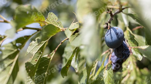 Preview: Plum on the branches.