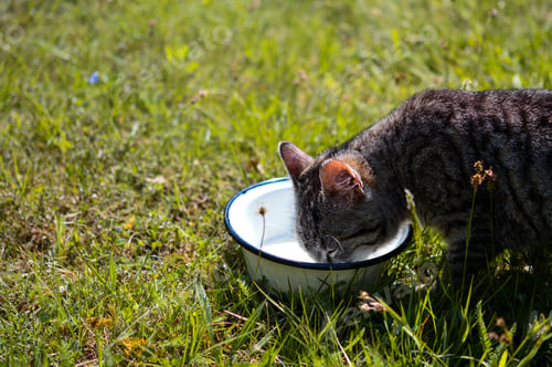 Preview: Closeup shot of a cute cat drinking milk outdoors