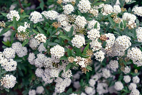 Preview: blooming white flowers and green frech leaves tree on spring day. Flower and leaves texture