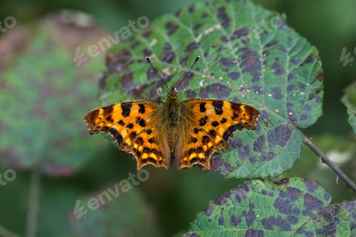 Preview: Natural life; butterfly in nature. Fauna / flora concept.