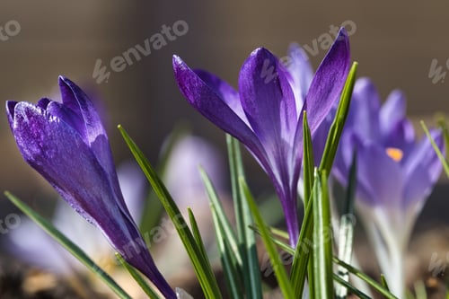 Preview: Closeup shot of the beautiful Crocus purple flowers on a sunny day