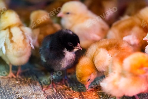 Preview: Bunches of chicks