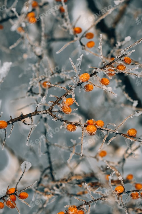 Preview: Frosty Branches with Bright Orange Berries in Winter