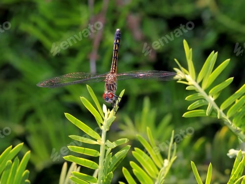 Preview: Dragonfly On Green Leaves - Photograph Of A Dragonfly Resting On The Leaf Of A Green Bush