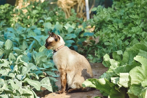 Preview: Cat in garden