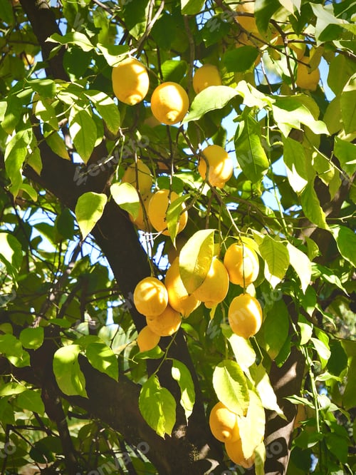 Preview: Lemon tree