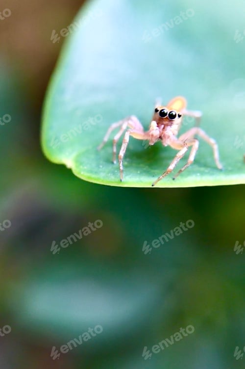 Preview: Tiny Jumping Spider on a Vibrant Green Leaf
