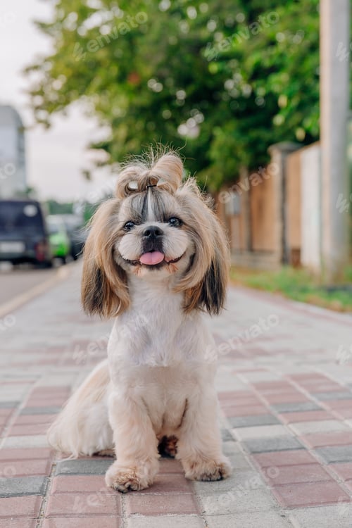 Preview: Cute funny shih tzu breed dog outdoors. Dog grooming. Funny dog at the city