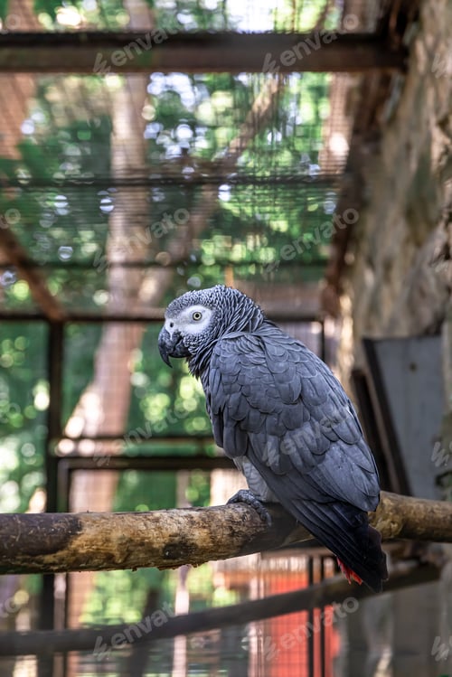 Preview: A beautiful parrot in a zoo on a tree.