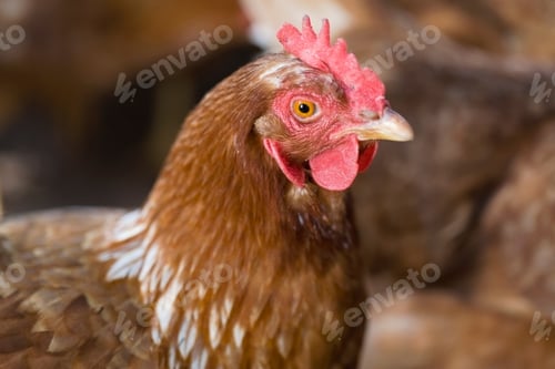 Preview: Close up of chicken's face