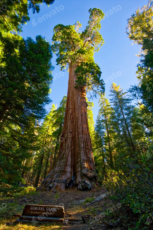 Preview: The General Grant Tree, General Grant Grove, Sequoia & Kings Canyon National Park