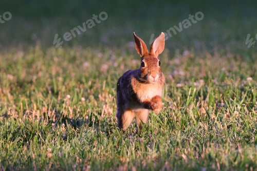 Preview: Rabbit captured mid-hop in a grassy field during sunset