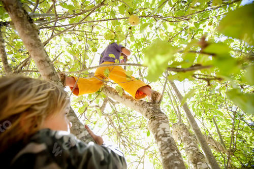 Preview: Boy climbing tree