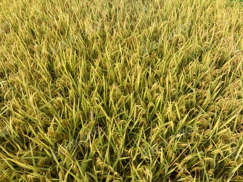 Preview: Aerial view of the rice field from drone