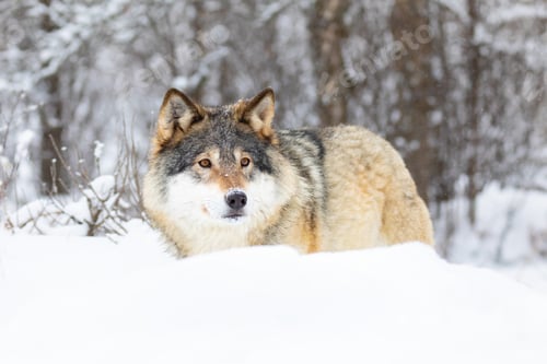 Preview: Beautiful wolf standing in the snow in beautiful winter forest