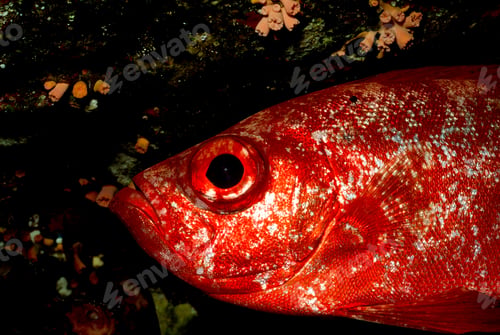 Preview: Close-up of Bigeye.