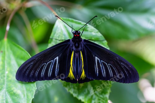 Preview: Macro Picture of a Butterfly