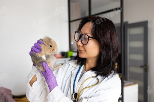 Preview: Smiling woman veterinarian doctor holding little rabbit in hands. veterinary examination. female vet