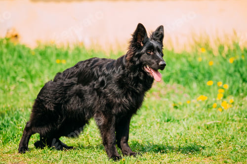 Preview: Beautiful Young Black German Shepherd Dog Standing In Green Gras