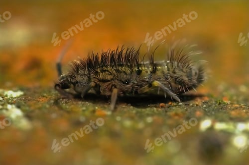 Preview: Closeup of a hairy slender springtail