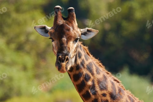 Preview: I can see you a mile away. Shot of giraffes in their natural habitat.