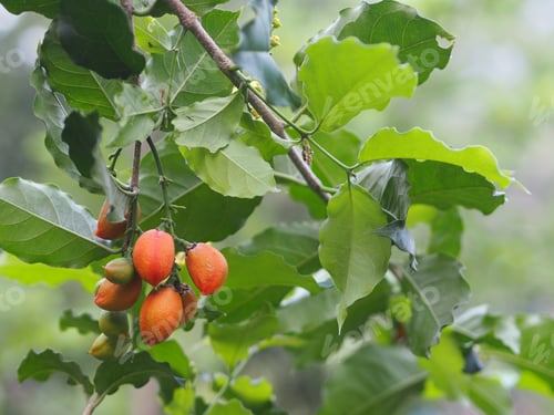 Preview: Orange color ripe Peanut Butter Fruit tree blooming in garden on nature background, food