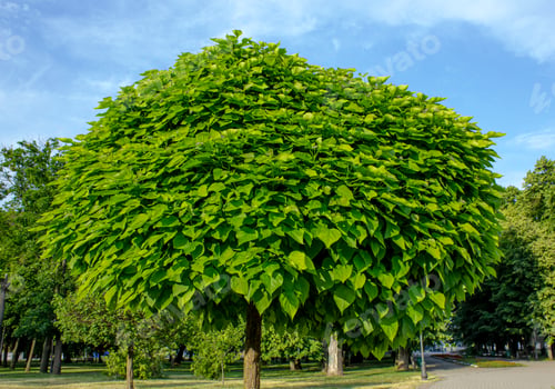 Preview: Catalpa Bignonioides Tree in the garden over blue sky. Leaves of Catalpa bignonioides.
