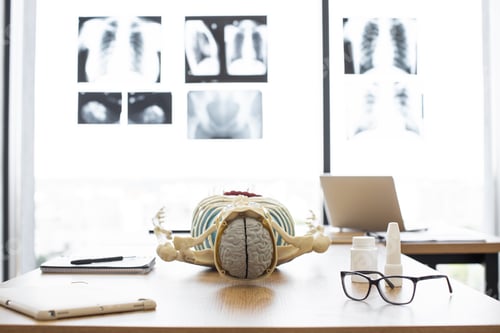 Preview: Skeleton with organs, brain, bones, joints.