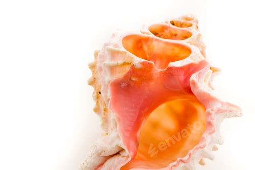 Preview: Sea shell