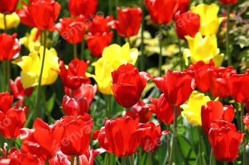 Preview: beautiful tulips
