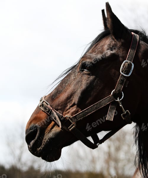 Preview: horse, mare, wilderness, stallion