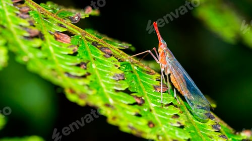 Preview: Bug, Tropical Rainforest, Costa Rica