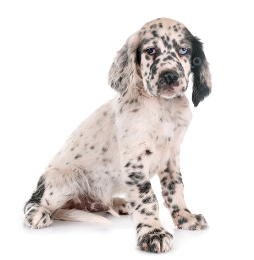 Preview: puppy english setter