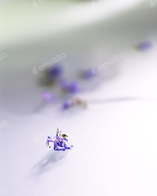 Preview: Closeup of an English Lavender on a white table with flowers on the blurry background